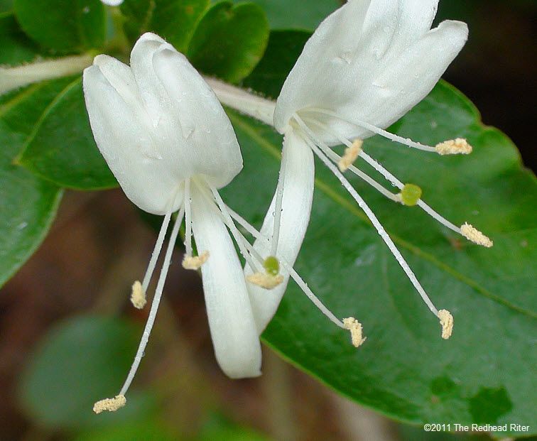 Eat blossoming flower lick